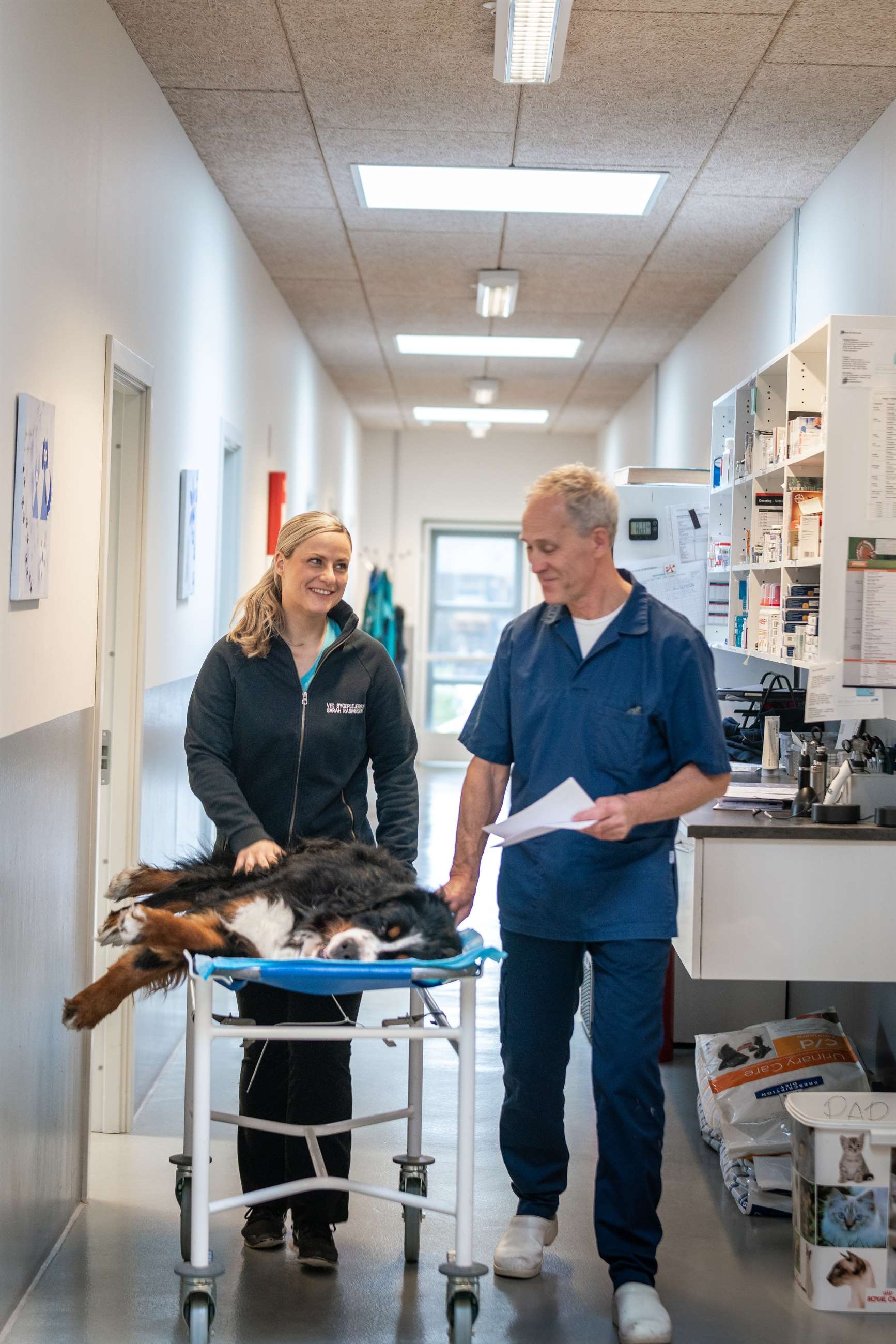 dagsorden velstand Onset Sterilisation og kastrering af hund i Randers NV nær Spentrup og Langå